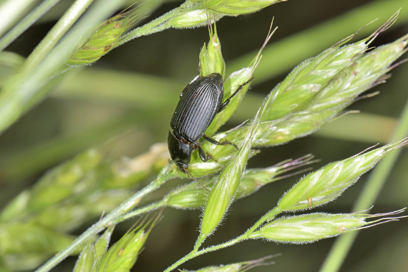 Carabidae: Harpalus sp? S, Harpalus serripes